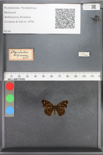 Media type: image;   Entomology 91391
